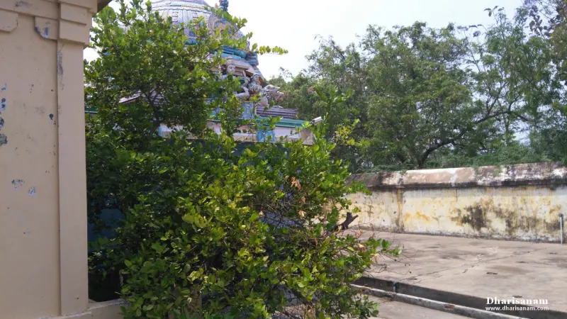 A dense green tree beside a pillar, with a painted tower rising behind it