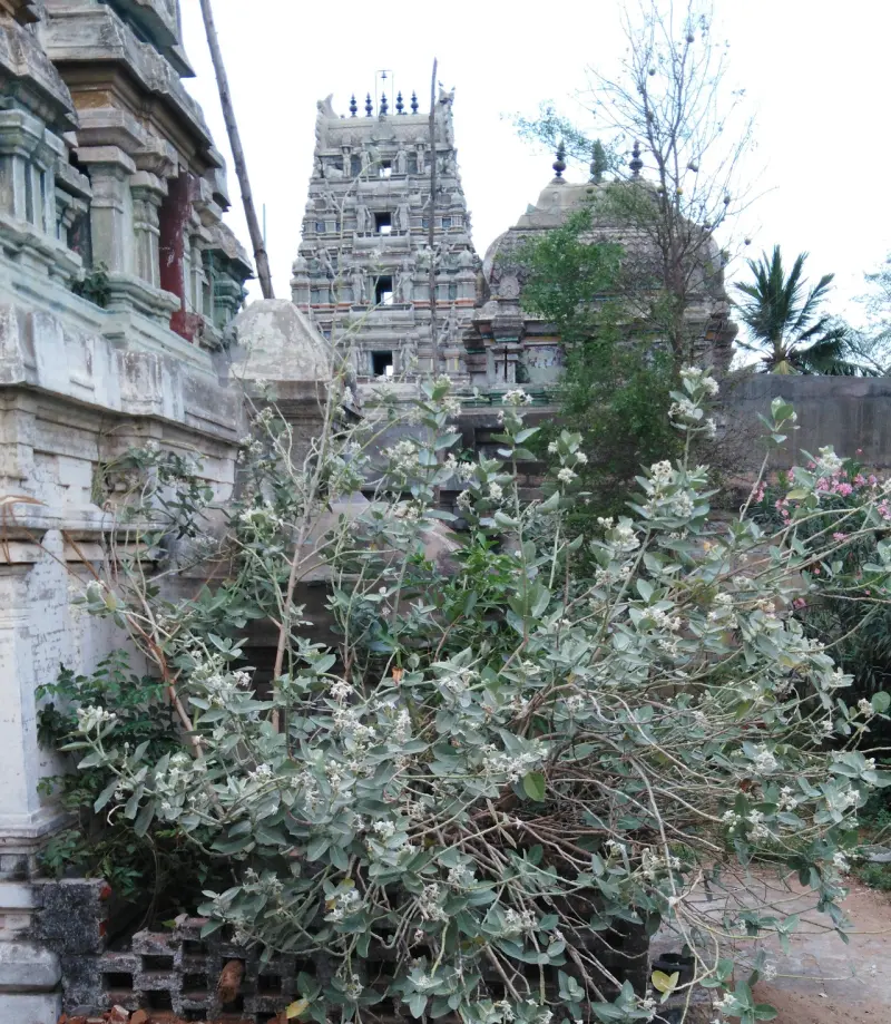 A leafy shrub with small white flowers in front of a gopuram and a domed shrine