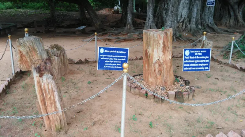 Fossilised wood trunks fenced with chains, with blue information boards from the Geological Survey of India.