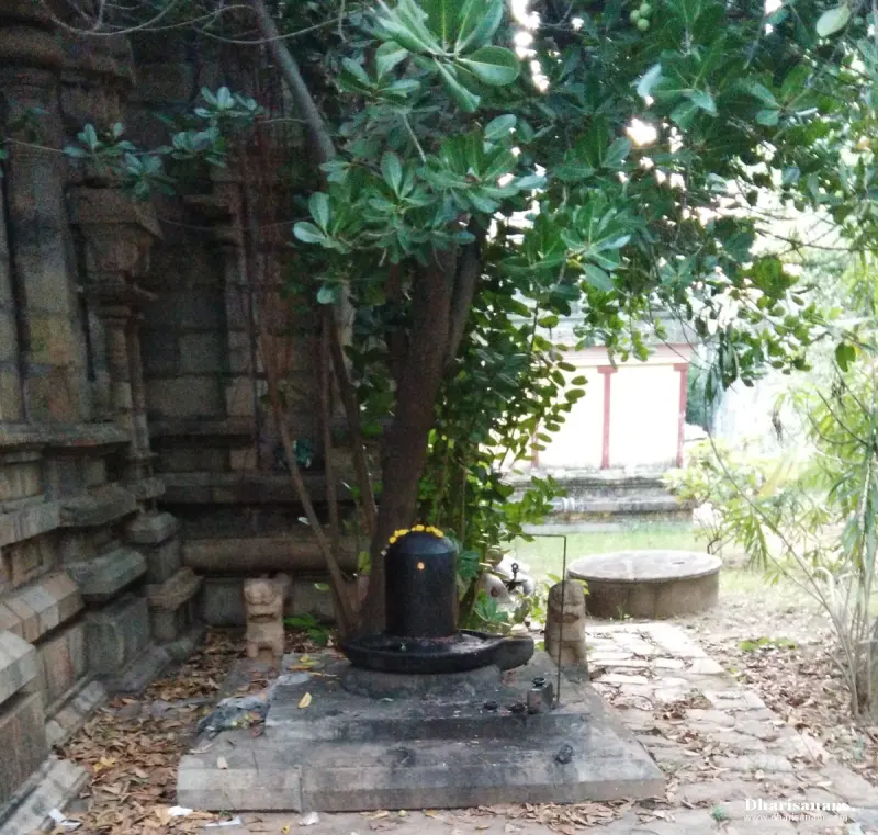 Black lingam on a stone platform under a leafy tree beside the old temple wall