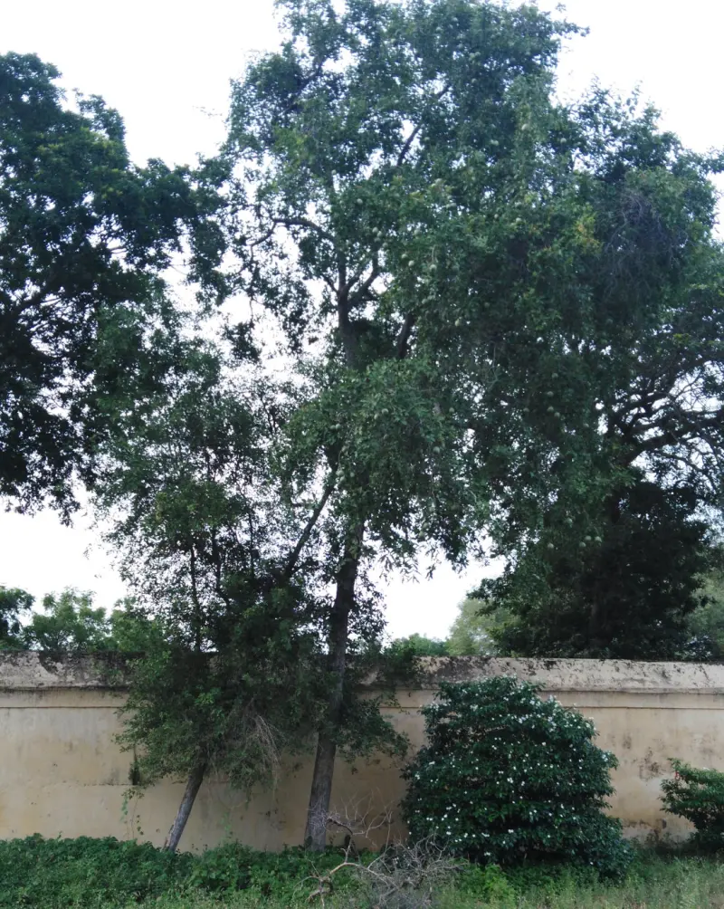 A tall leafy tree grows behind a yellow compound wall, with a flowering shrub in front.