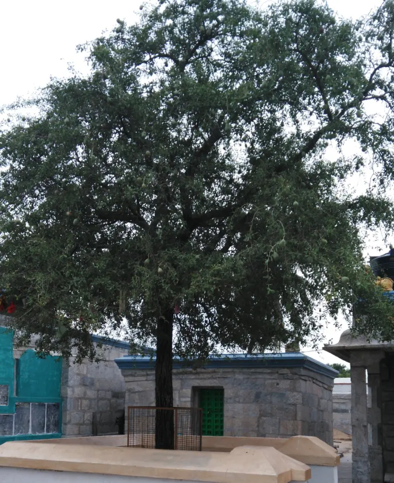 Large leafy tree with round fruits beside a stone shrine