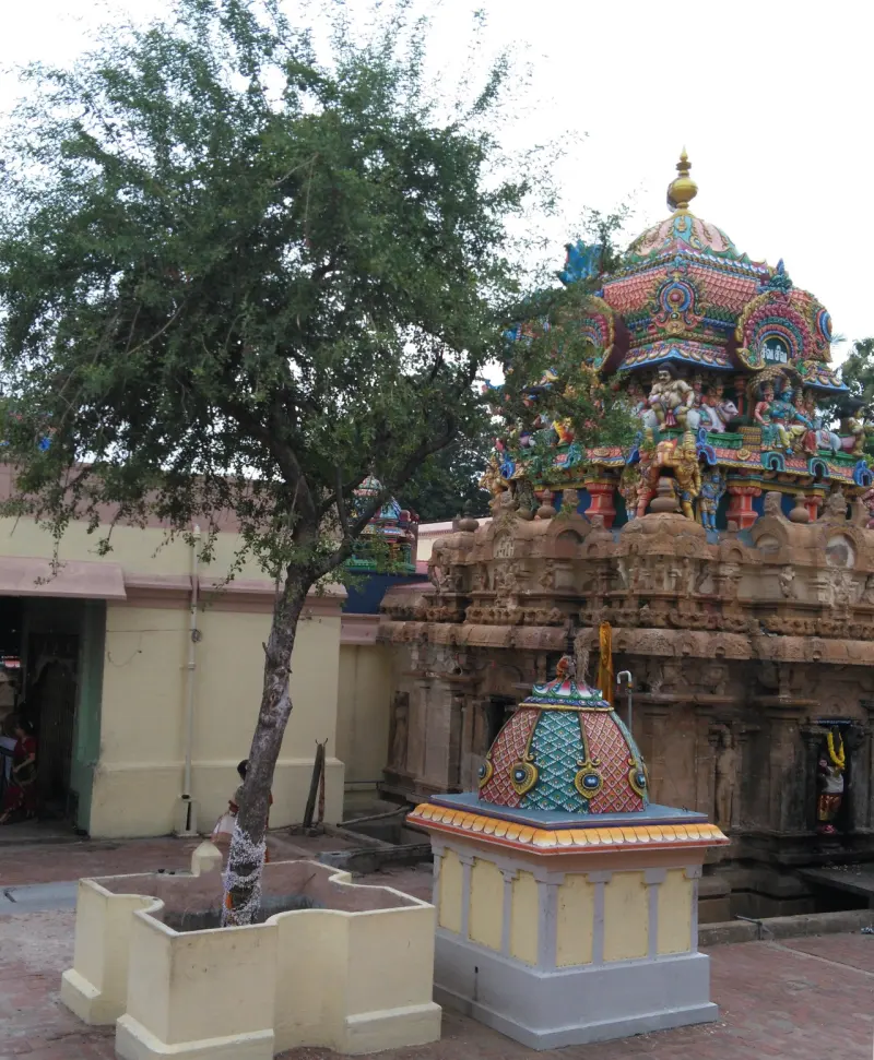 Leafy tree in a square planter next to a small painted shrine