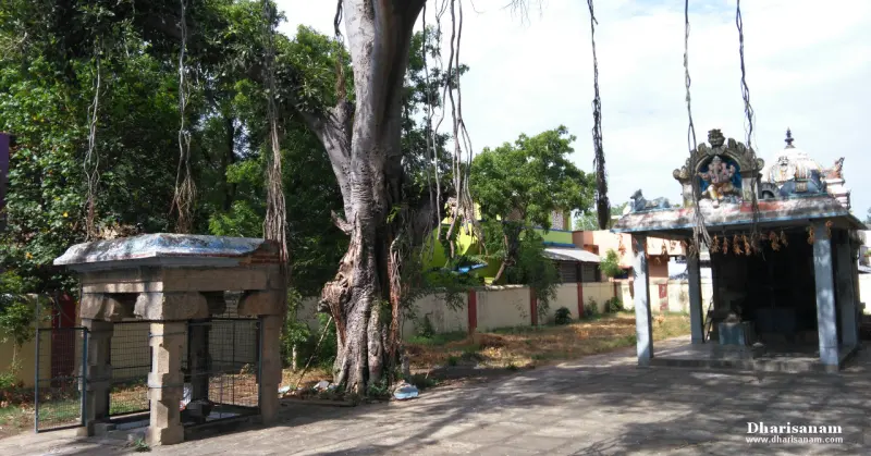 A banyan tree with hanging roots next to a pillared shrine with a Vinayakar figure