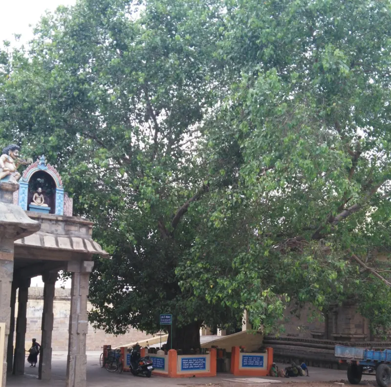 A large peepal tree with a wide canopy stands beside a small shrine and a pillared hall