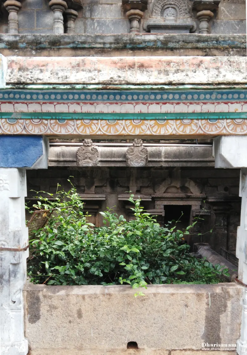 Green jasmine plants in a raised stone bed in front of a carved stone wall under a painted cornice