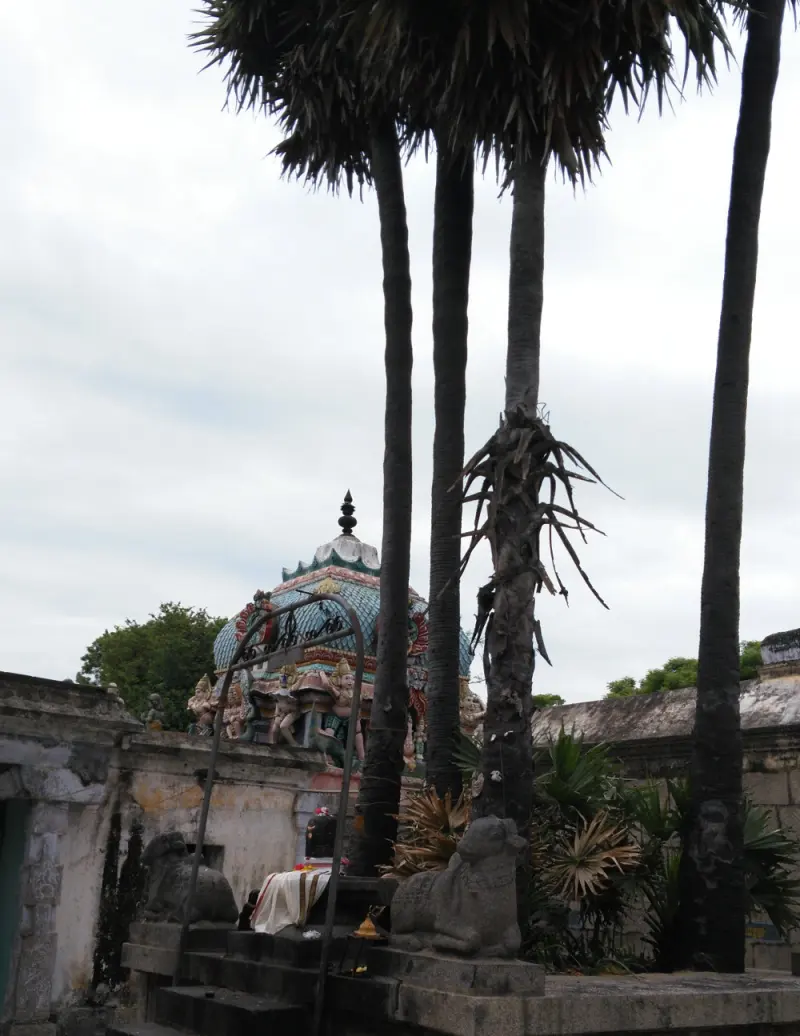 Tall palm trunks towering above a small shrine and bull statues